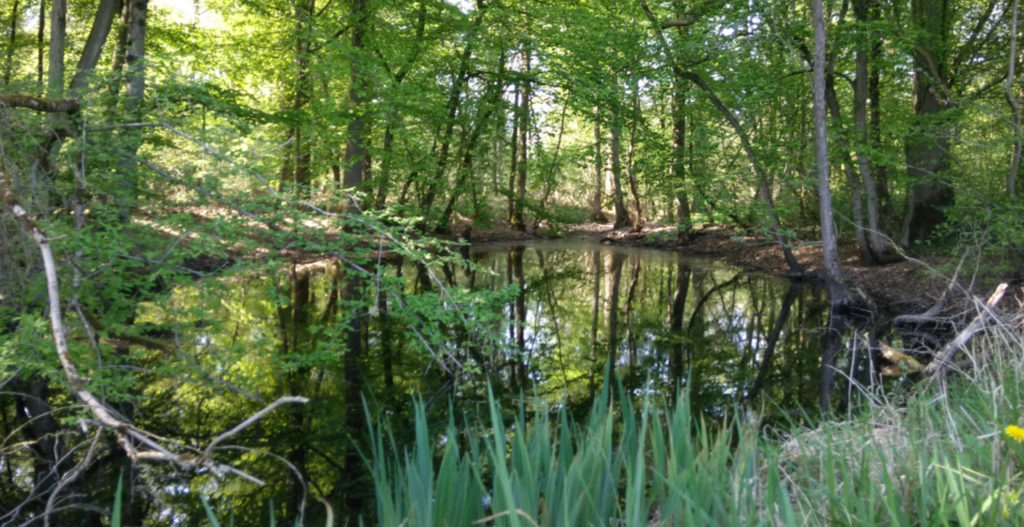 La Forêt de Marchiennes