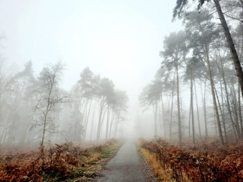 Forêt de Raismes-Saint-Amand